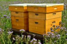 Apiculture et tourisme Pierrelatte La Miellerie de Beauplan